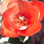 13-03-30_001.jpg