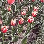 13-04-05_002.jpg