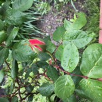 image6_2.jpeg