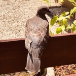 image1.jpeg